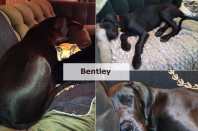 Bentley-collage